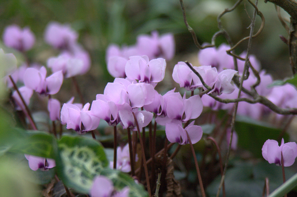Plant Profile | Cyclamen
