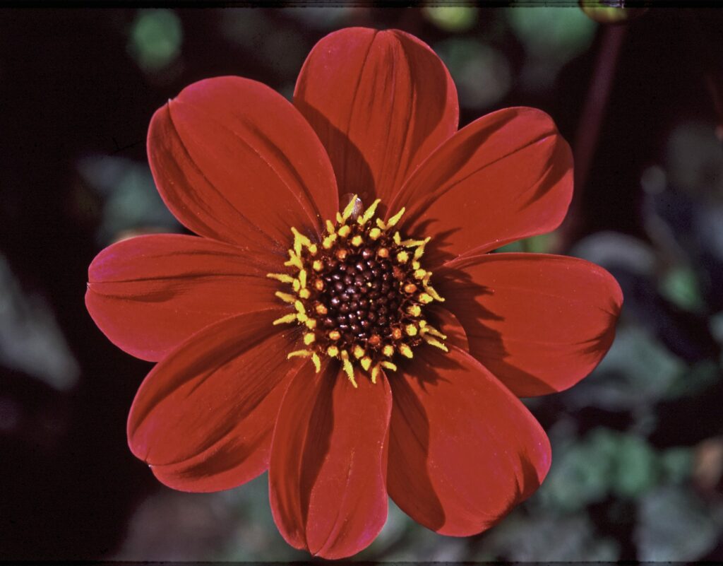 Dahlia ‘Bishop of Auckland’ 3L 5023242304199