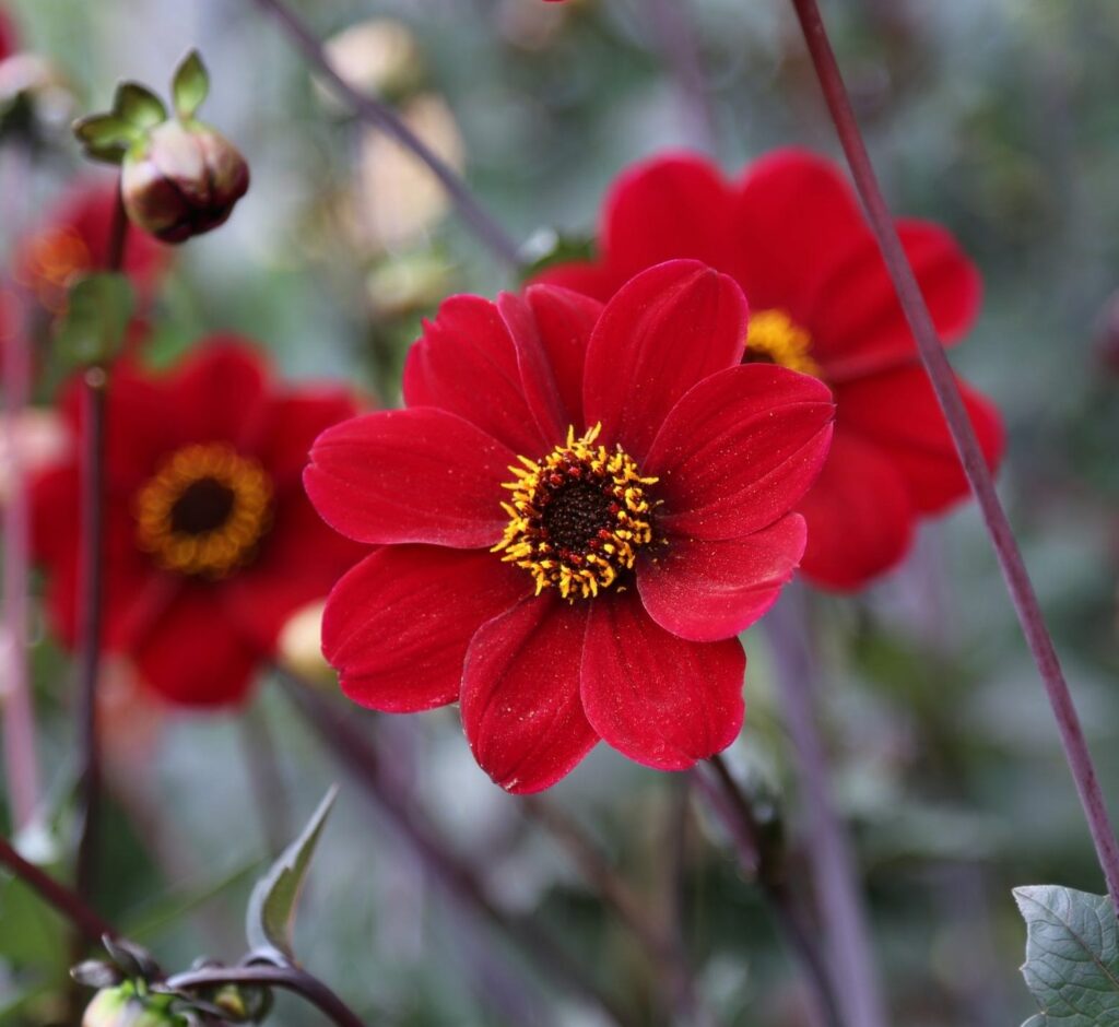 Dahlia ‘Bishop of Auckland’ 3L 5023242304199