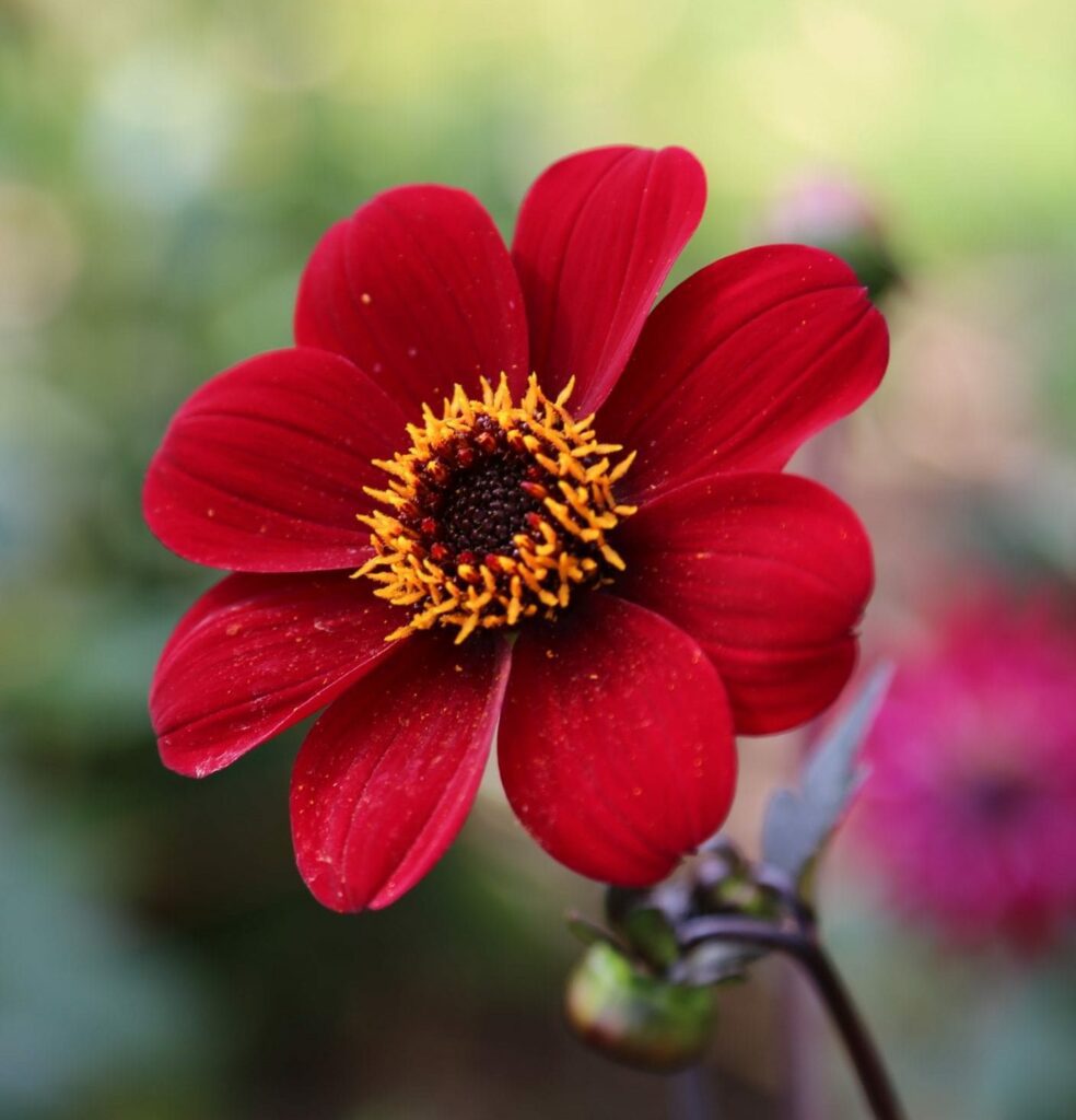 Dahlia ‘Bishop of Auckland’ 3L 5023242304199