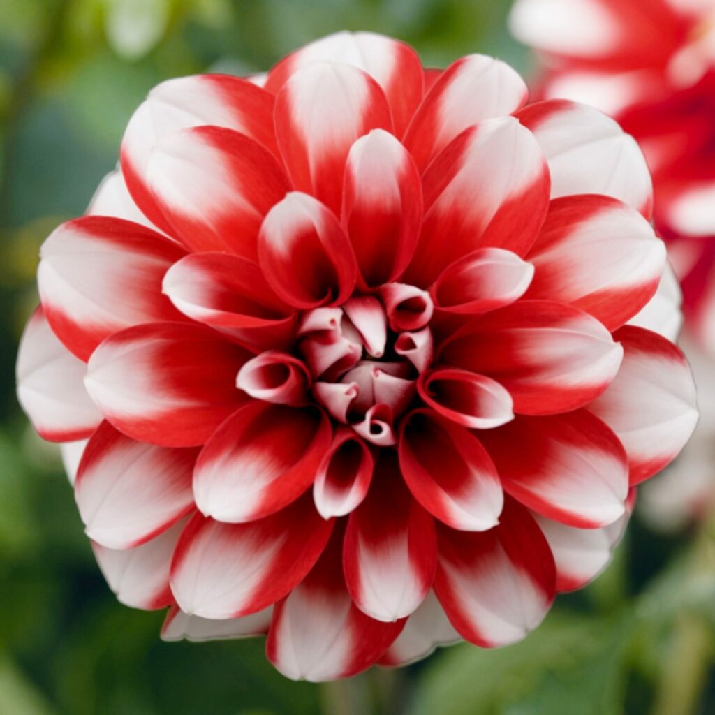 Dahlia x hortensis ‘Lubega Power Scarlet-White’ 3L 5023242364964