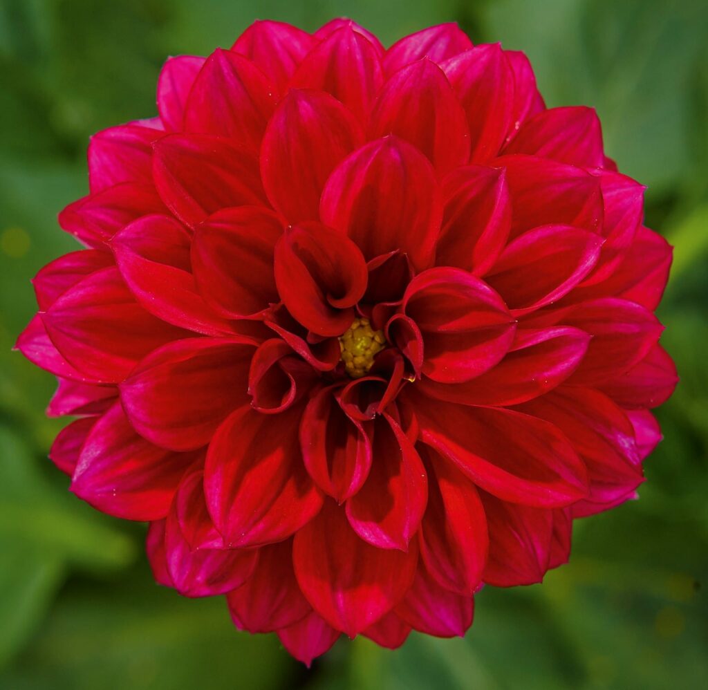 Dahlia x hortensis ‘Lubega Burgundy’ 3L 5023242364049