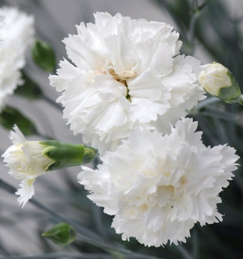 Dianthus ‘Memories’ 1.5L 5023242337968