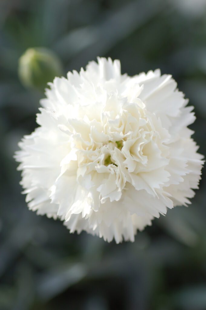 Dianthus ‘Memories’ 1.5L 5023242337968