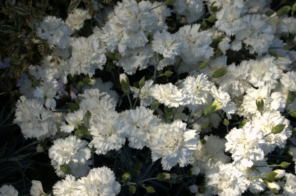 Dianthus ‘Memories’ 1.5L 5023242337968
