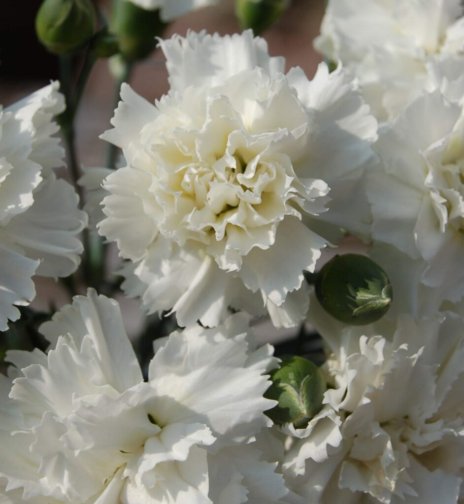 Dianthus ‘Memories’ 1.5L 5023242337968