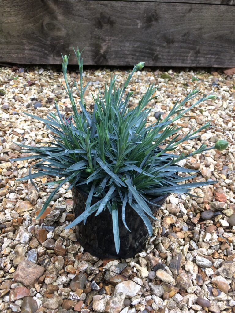 Dianthus ‘Memories’ 1.5L 5023242337968