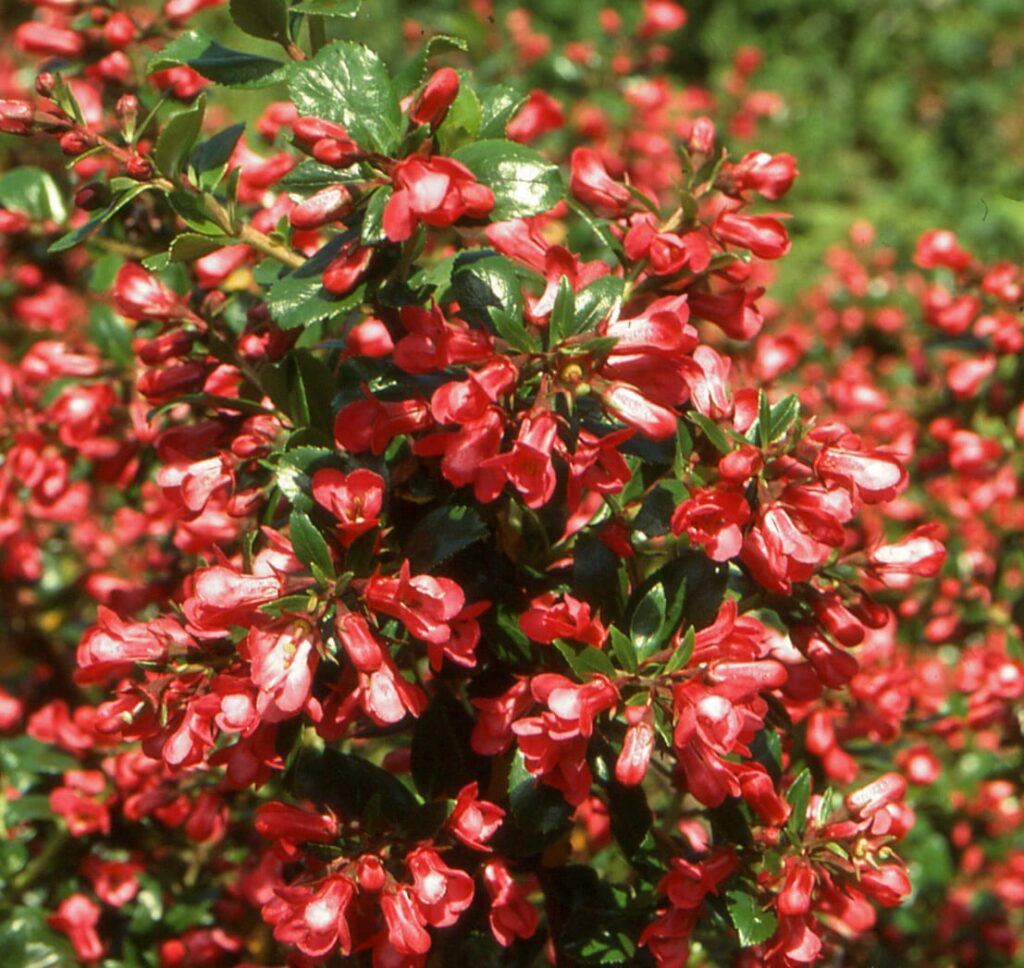 Escallonia ‘Red Elf’ 3L 5023242291895