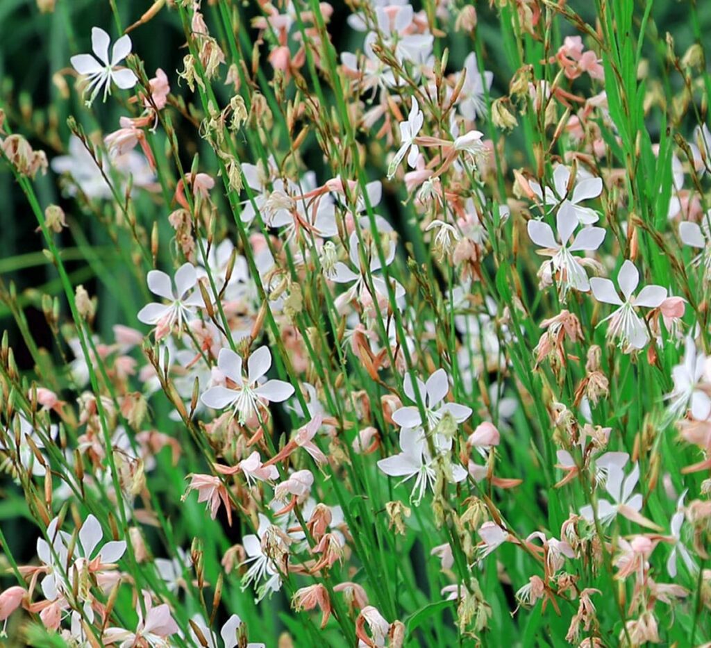 Gaura lindheimeri ‘Papillon’ 2L 5023242342962