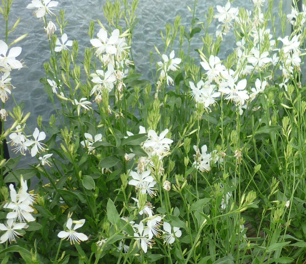 Gaura lindheimeri ‘Papillon’ 2L 5023242342962