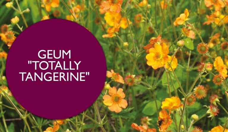 Plant Profile | Geum ‘Totally Tangerine’