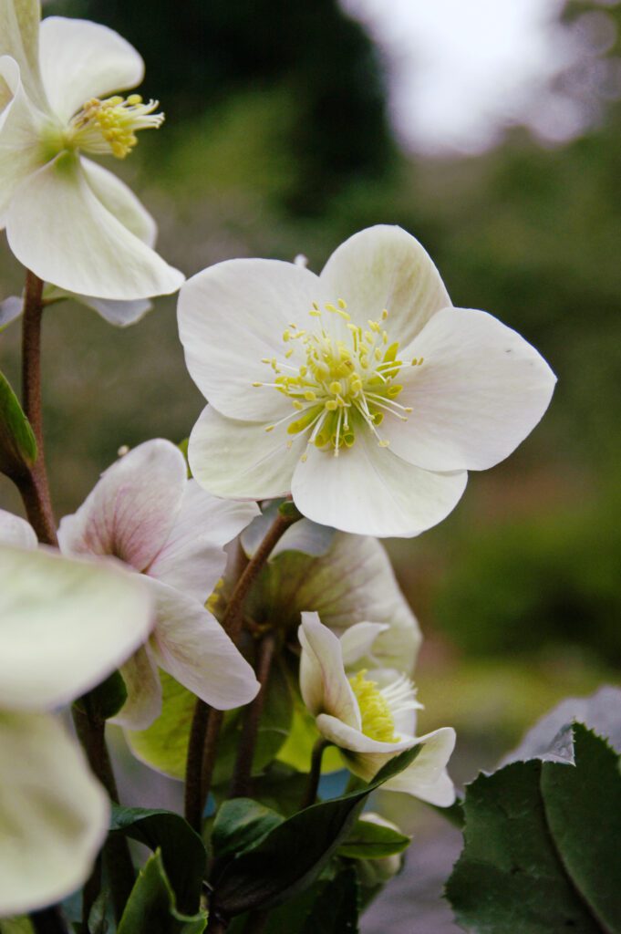 Helleborus x ericsmithii ‘HGC Shooting Star’ 3L 5023242336541