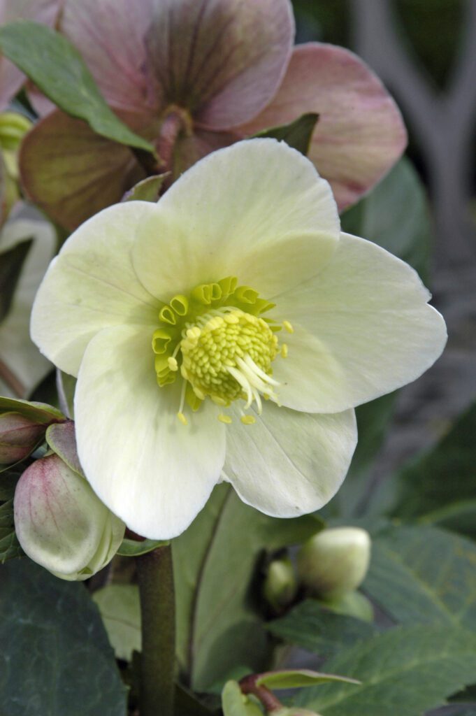 Helleborus x ericsmithii ‘HGC Snow Dance’ 3L 5023242336558