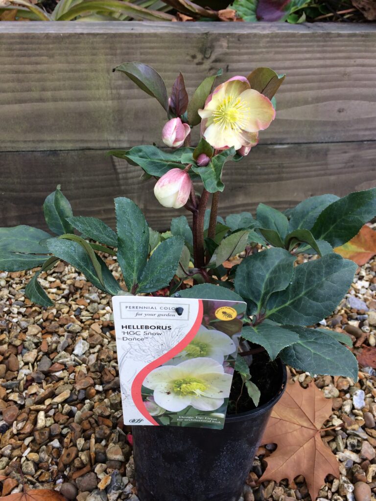 Helleborus x ericsmithii ‘HGC Snow Dance’ 3L 5023242336558