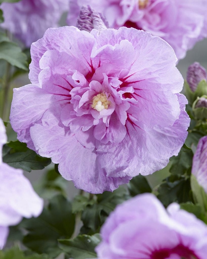 Hibiscus syriacus ‘Lavender Chiffon’ 3L 5023242305554