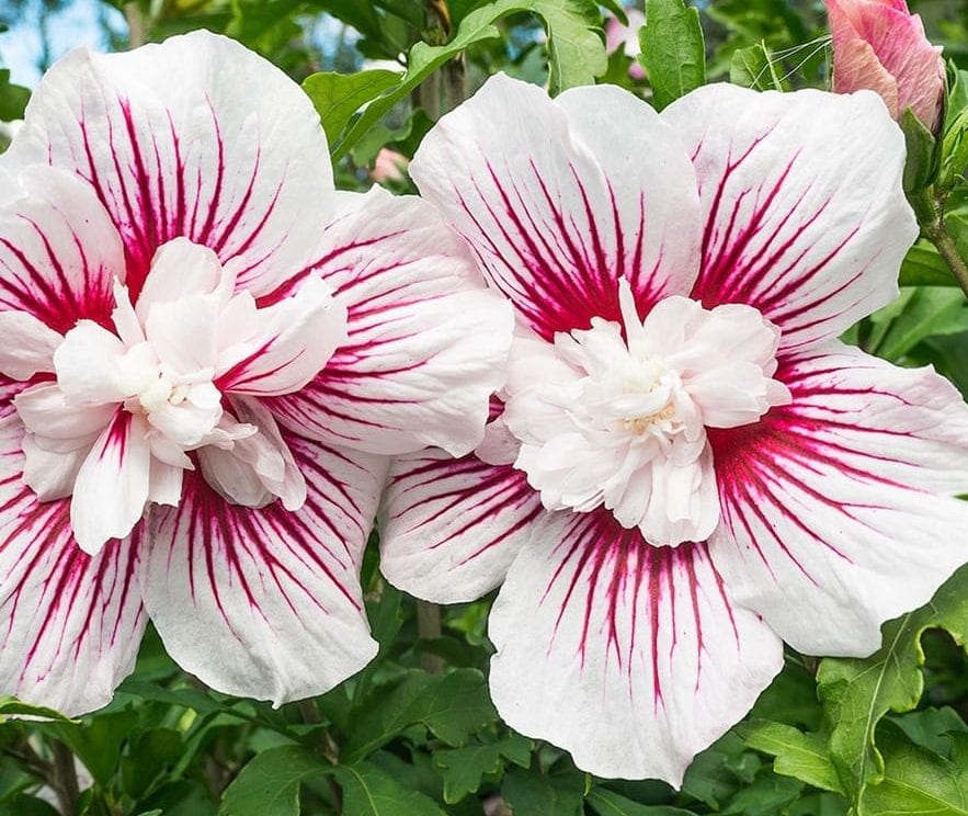Hibiscus syriacus ‘Starburst Chiffon’ 3L 5023242371887