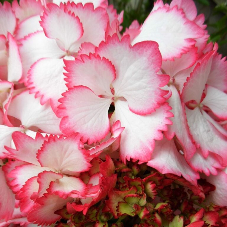 June Plant of the Month | Hydrangea 'Rendez-vous' Series