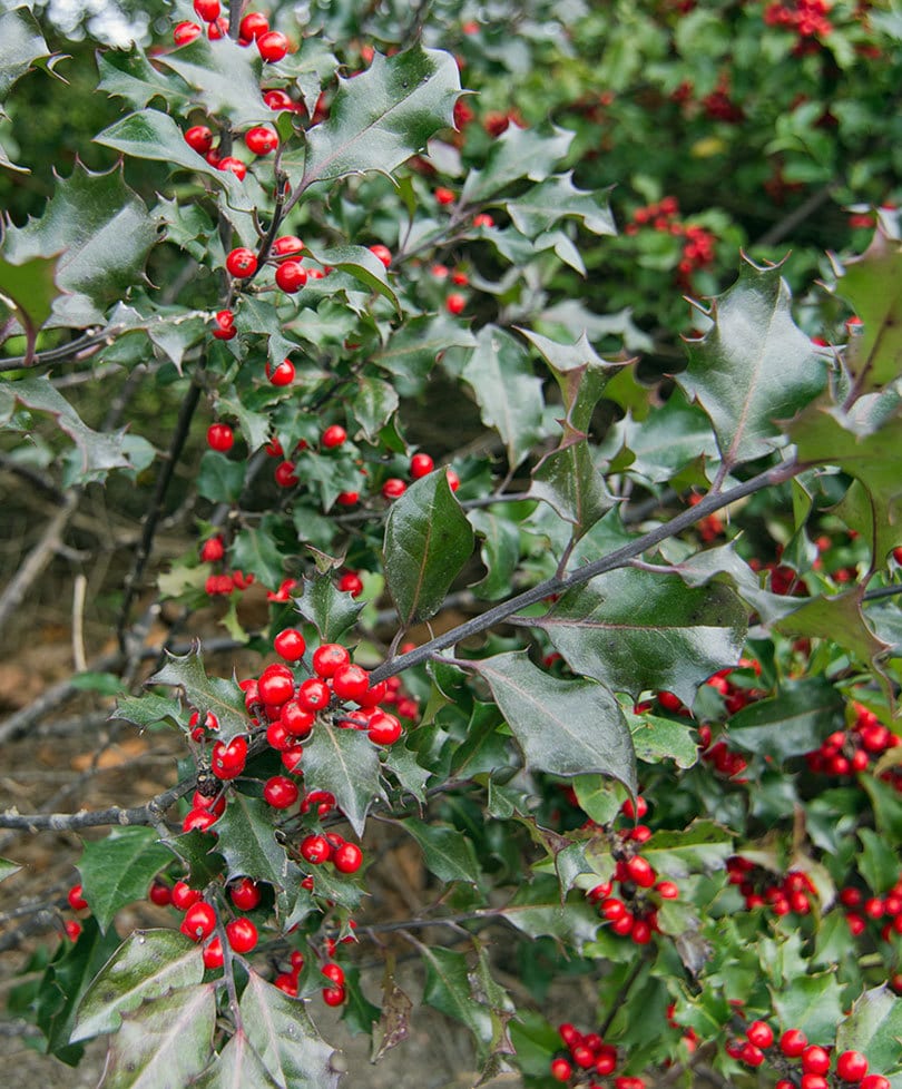 Ilex meserveae ‘Heckenfee’ 3L 5023242363547