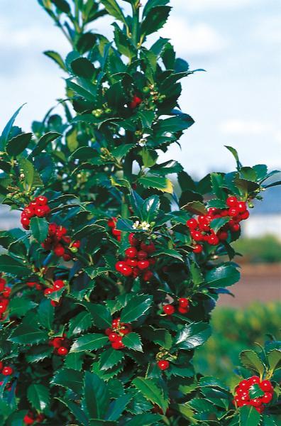 Ilex meserveae ‘Heckenfee’ 3L 5023242363547