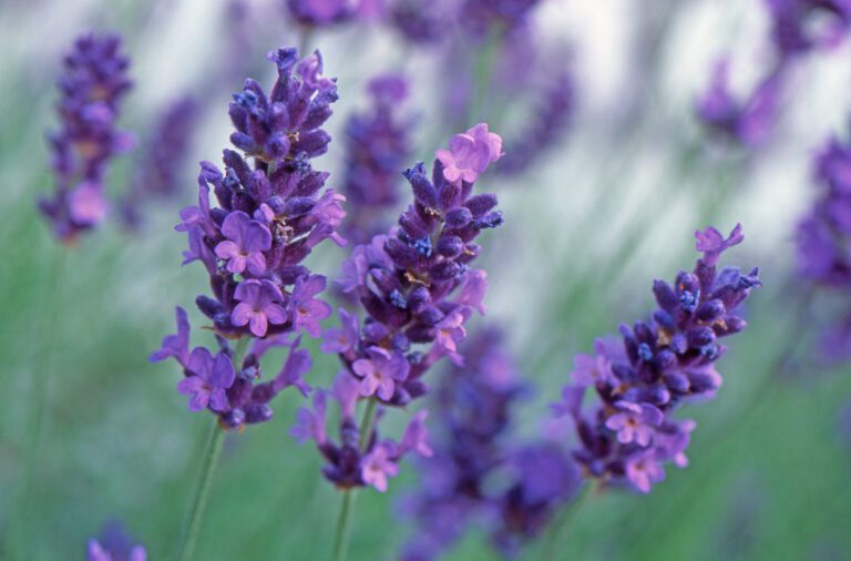 Plant Profile | Lavender