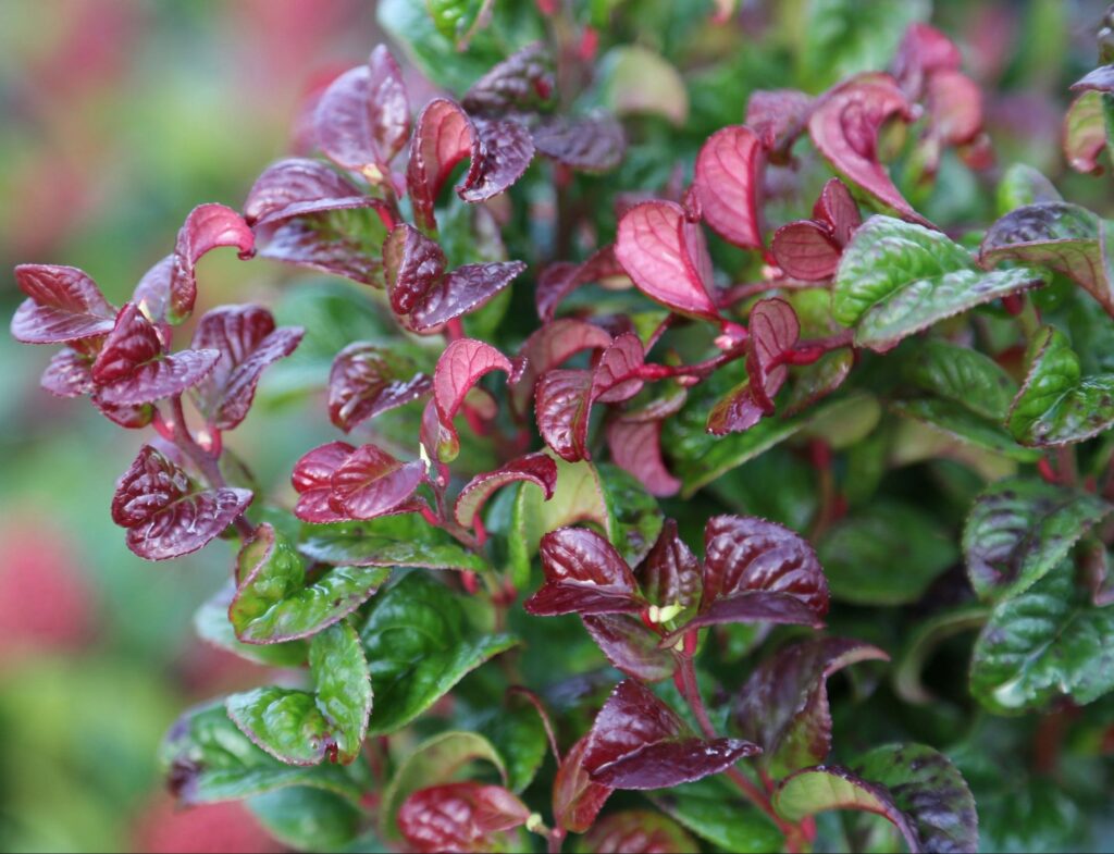 Leucothoe axillaris ‘Curly Red’ 2L 5023242329888