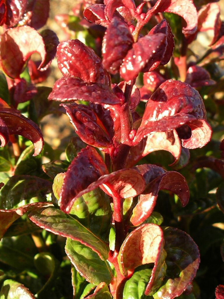 Leucothoe axillaris ‘Curly Red’ 2L 5023242329888