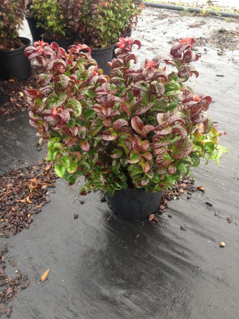 Leucothoe axillaris ‘Curly Red’ 2L 5023242329888