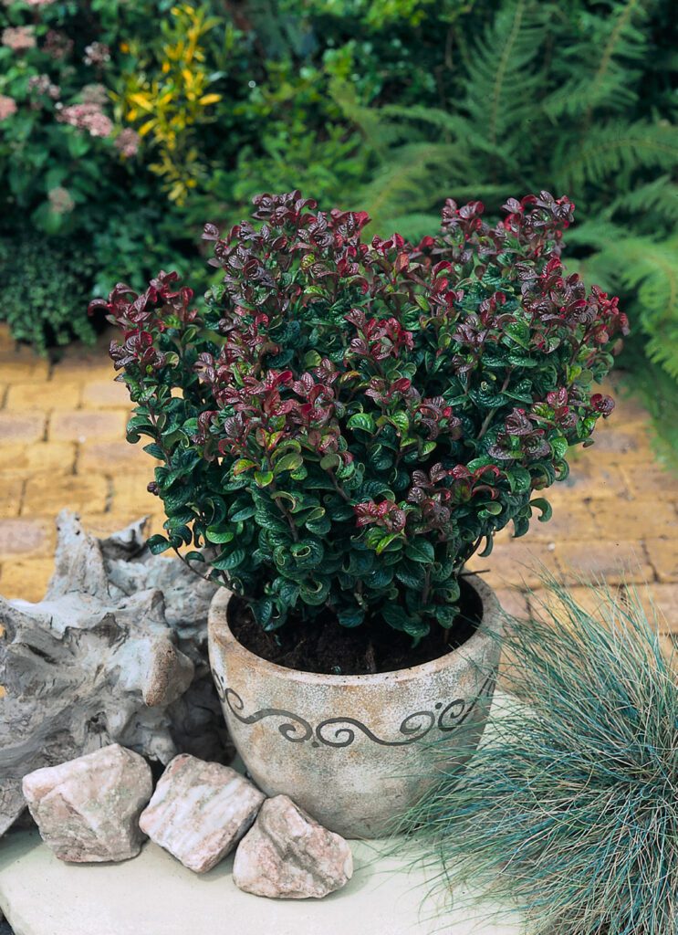 Leucothoe axillaris ‘Curly Red’ 2L 5023242329888