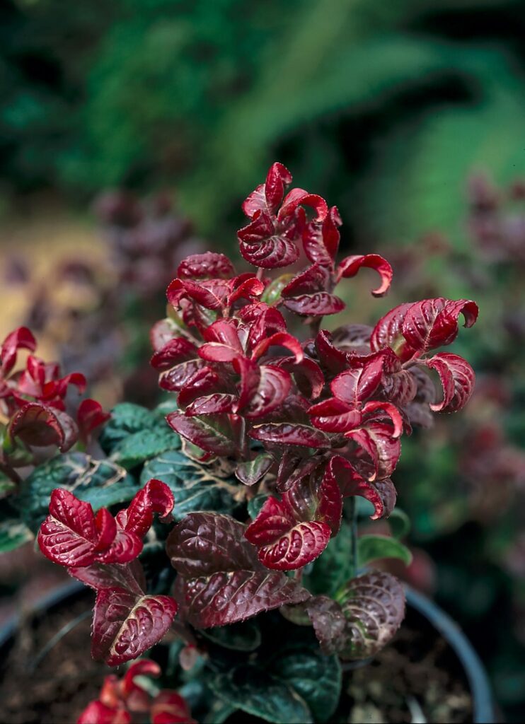 Leucothoe axillaris ‘Curly Red’ 2L 5023242329888