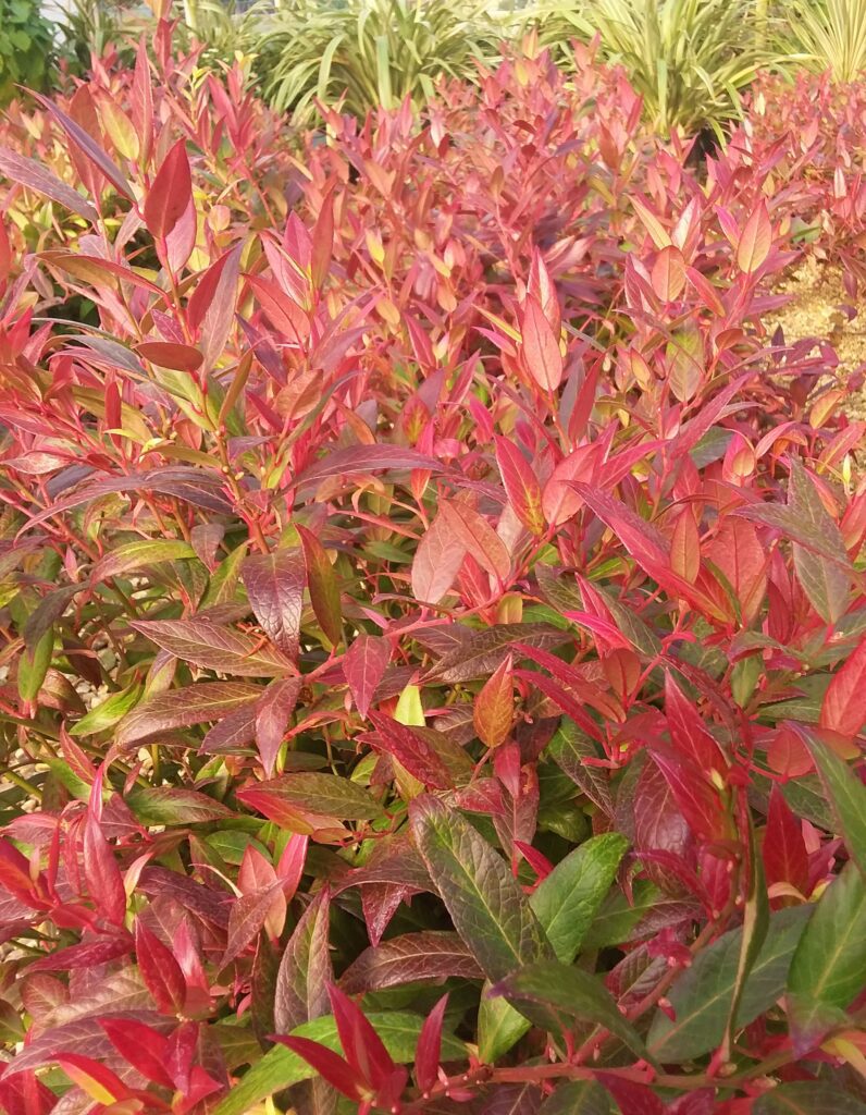 Leucothoe ‘Scarletta’ 2L 5023242194325
