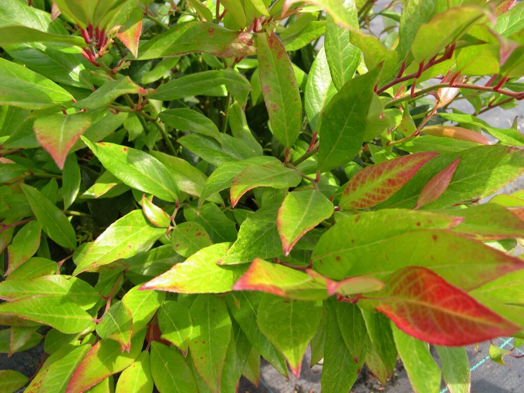 Leucothoe ‘Scarletta’ 2L 5023242194325