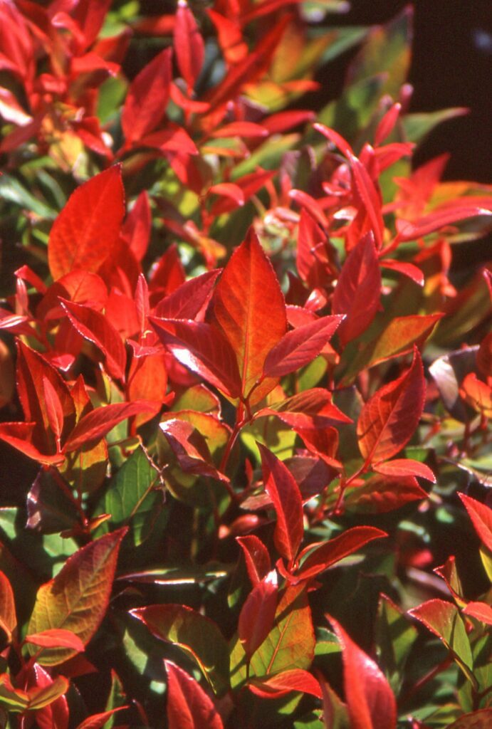 Leucothoe ‘Scarletta’ 2L 5023242194325