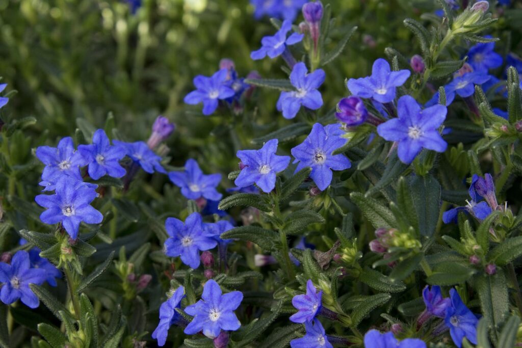 Lithodora diffusa ‘Grace Ward’ 1.5L 5023242363295