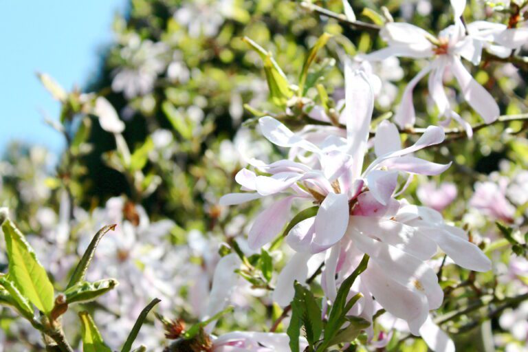 Plant Profile | Magnolias