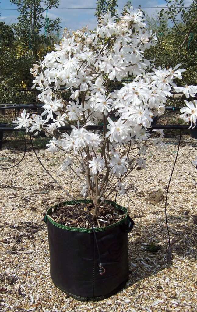 Magnolia stellata ‘Royal Star’ 5L 5023242330068