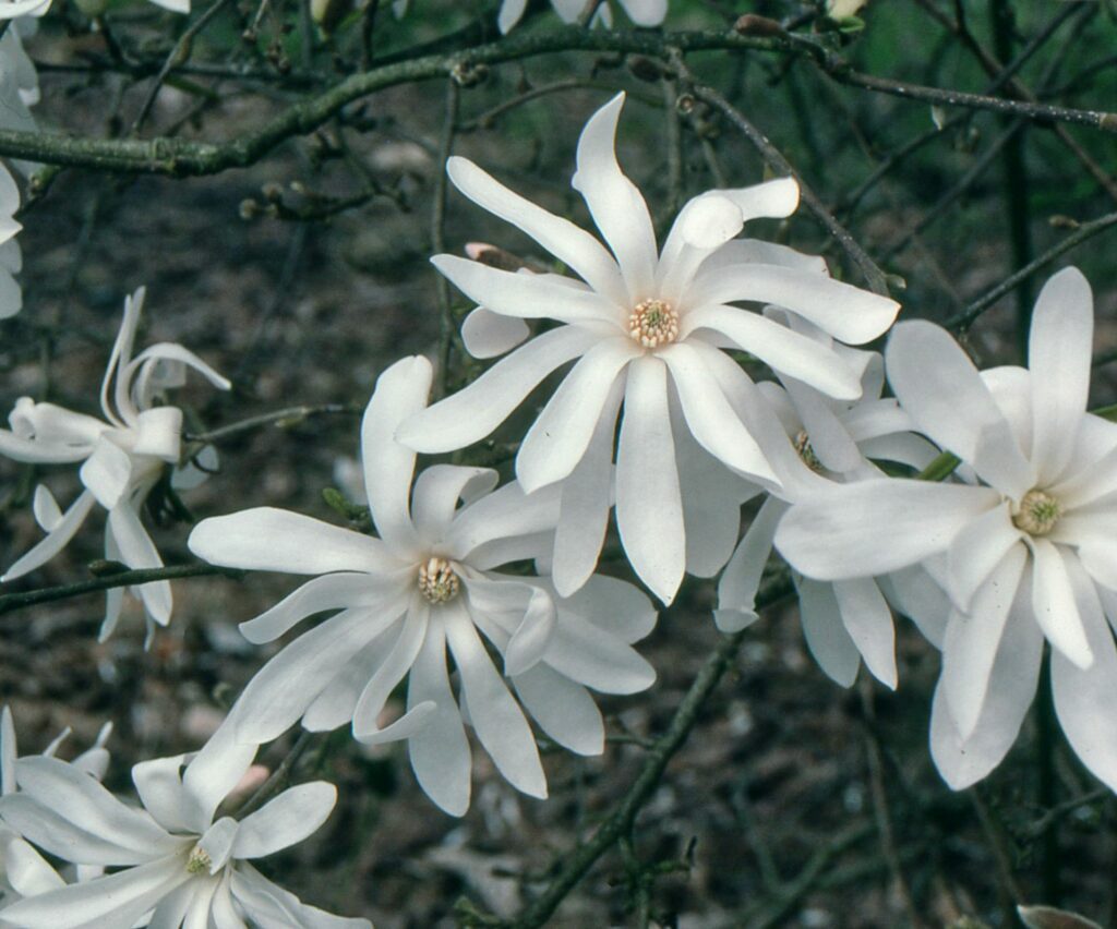 Magnolia stellata ‘Royal Star’ 5L 5023242330068