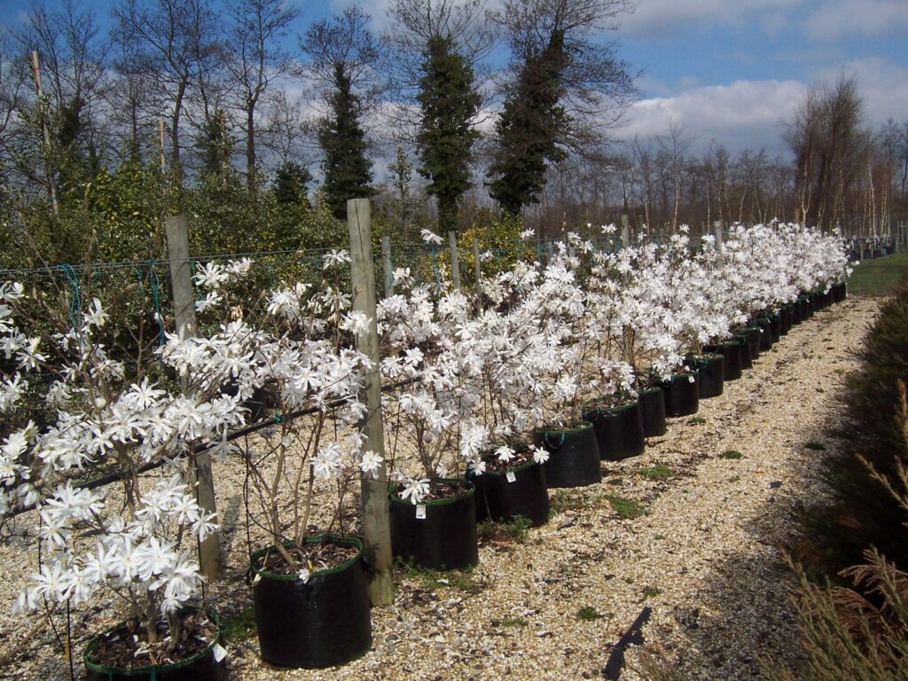 Magnolia stellata ‘Royal Star’ 5L 5023242330068