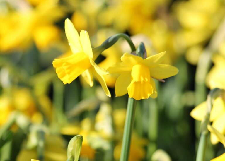 Plant Profile | Narcissus Tête-á-tête