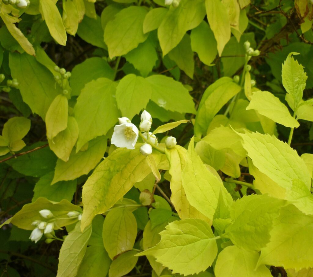 Philadelphus coronarius ‘Aureus’ 3L 5023242174792