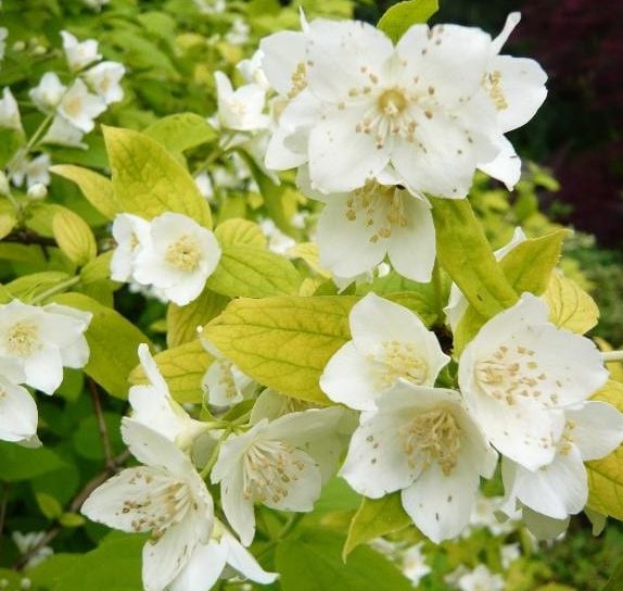 Philadelphus coronarius ‘Aureus’ 3L 5023242174792