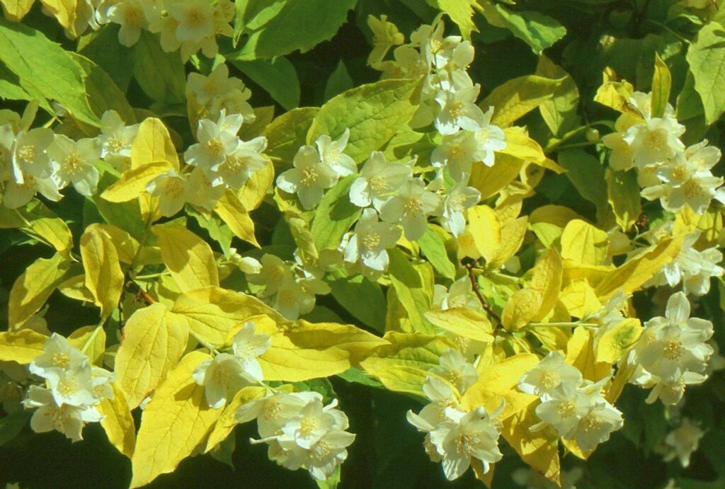 Philadelphus coronarius ‘Aureus’ 3L 5023242174792