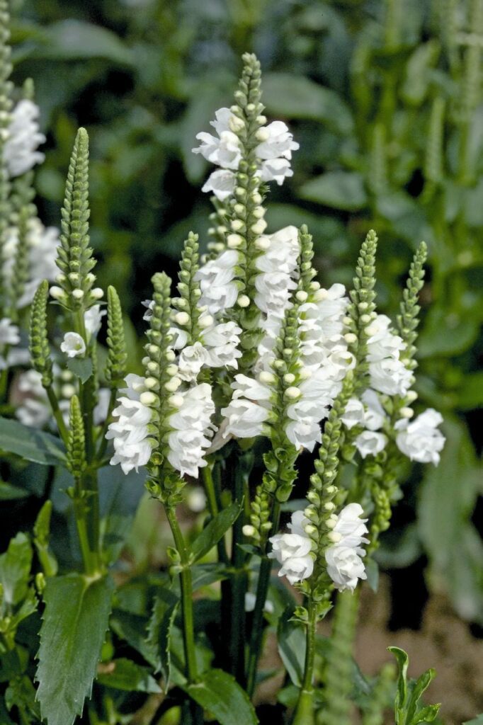 Physostegia virginiana ‘Crystal Peak White’ 3L 5023242363882