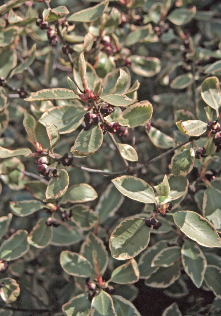 Pittosporum eugenioides ‘Garnettii’ 3L 5023242203645