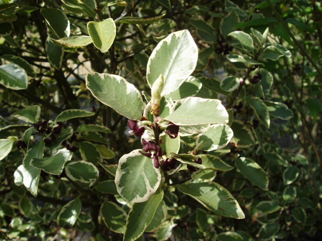 Pittosporum eugenioides ‘Garnettii’ 3L 5023242203645