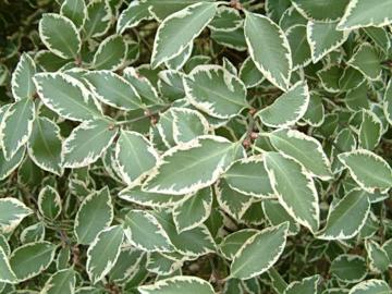Pittosporum eugenioides ‘Garnettii’ 3L 5023242203645