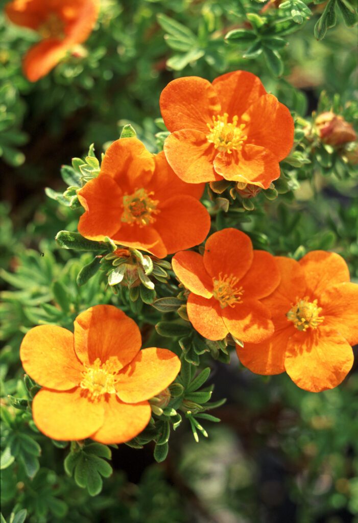 Potentilla fruticosa ‘Hopleys Orange’ 3L 5023242211961