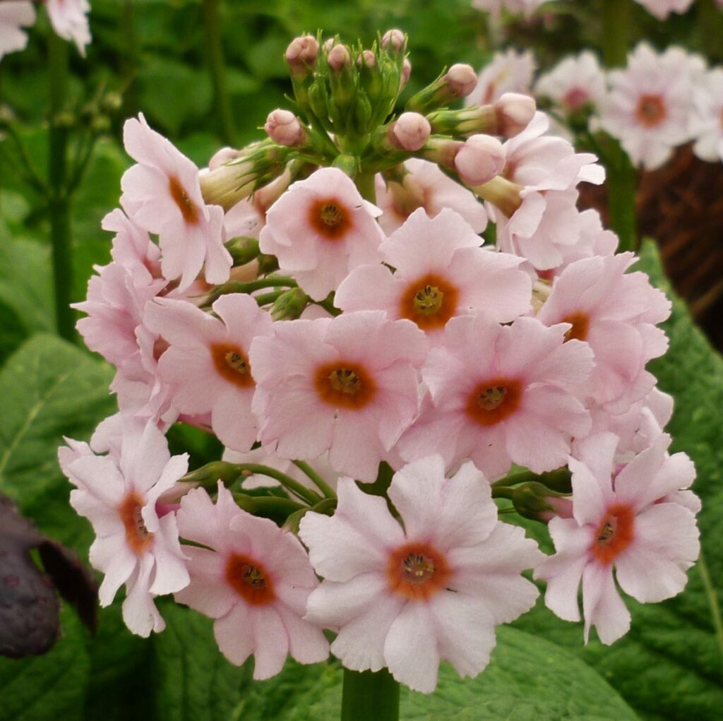 Primula japonica ‘Apple Blossom’ 2L 5023242341057
