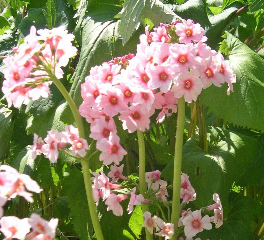 Primula japonica ‘Apple Blossom’ 2L 5023242341057
