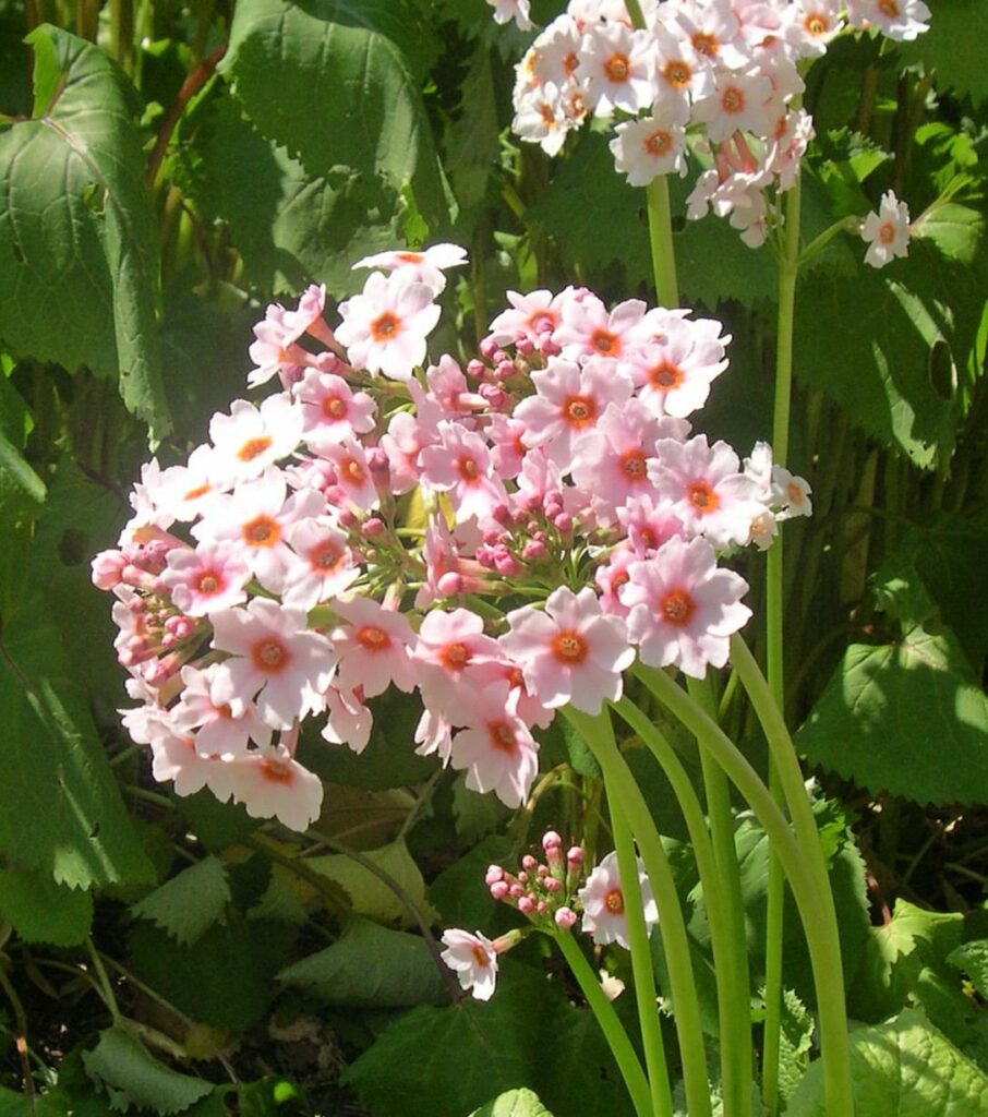 Primula japonica ‘Apple Blossom’ 2L 5023242341057