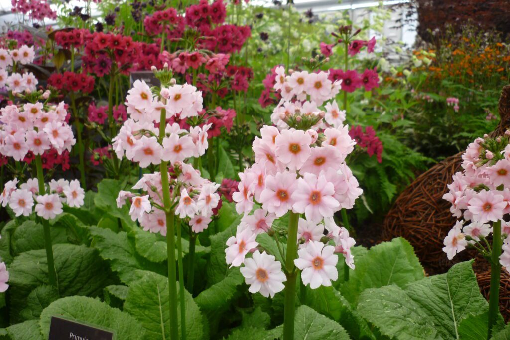 Primula japonica ‘Apple Blossom’ 2L 5023242341057